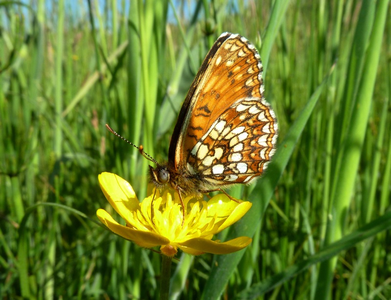 alla ricerca della Melitaea diamina